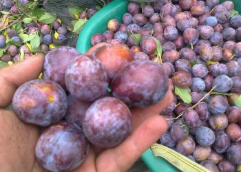 Alertan sobre la presencia del “taladrillo de los frutales” en cultivos de ciruela