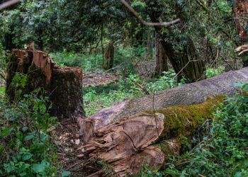 Cortó un árbol sagrado y murió tras ser linchado por cientos de personas