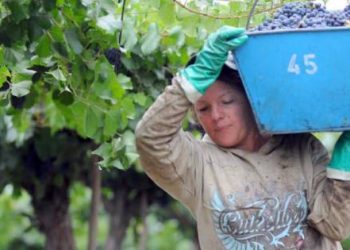 El lunes será feriado para los trabajadores vitivinícolas de Mendoza