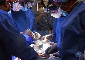 Histórico: por primera vez, lograron trasplantar a un hombre un corazón de un cerdo modificado genéticamente