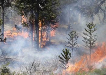 Incendios en el Sur: nuevos focos complican el trabajo exhaustivo de los brigadistas