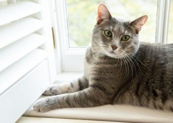 Joe Biden y su mujer Jill presentaron a la gatita Willow
