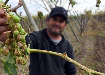 La Provincia decretó la emergencia agropecuaria en 66 distritos a causa del granizo y las heladas