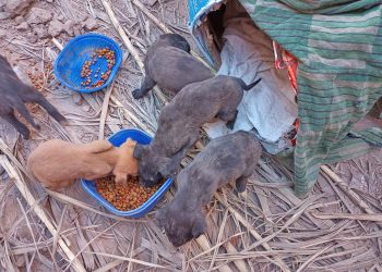 La Sociedad Protectora de Animales y Plantas agradece el apoyo de los sanrafaelinos
