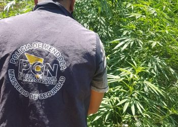 Secuestraron plantas de marihuana en San Rafael y Rivadavia