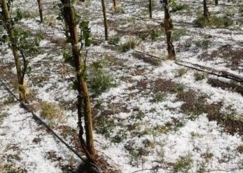 Mendoza decretó la emergencia en zonas afectadas por el granizo