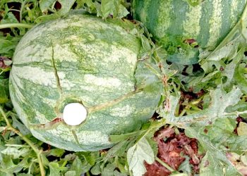 Piden homologar la emergencia agropecuaria de Mendoza y otras provincias