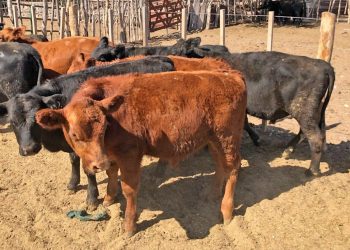 Ganadería difundió recomendaciones para evitar el estrés calórico en animales