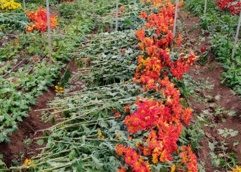 San Rafael concentra el 2,6% de la producción de flores de Mendoza