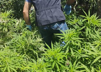 Secuestraron más de 40 plantas de marihuana en el Sur