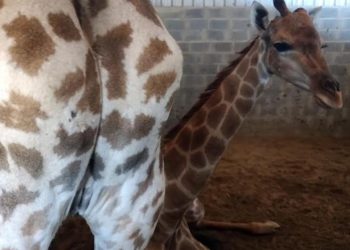 Maltrato, estado de abandono y muerte de jirafas: grave denuncia en Brasil