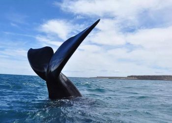 Tragedia ambiental en Península Valdés: casi medio centenar de ballenas aparecieron muertas en 2021