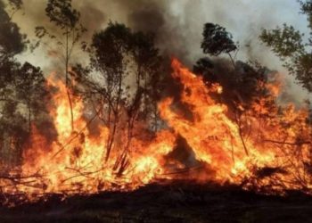 El fuego ya arrasó 800 mil hectáreas en Corrientes: “Está colaborando todo el país pero no alcanza”