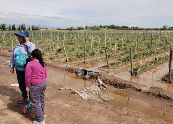 Crisis climática: declaran el estado de emergencia agropecuaria en la provincia de Mendoza