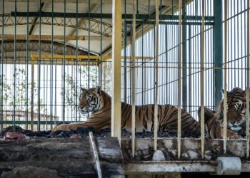 Cuatro tigres abandonados en un vagón de tren de San Luis serán trasladados a Sudáfrica