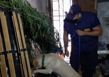 San Luis: Detuvieron a hombre que tenía en su casa cerca de 1.200 kilos de marihuana y 84 ejemplares