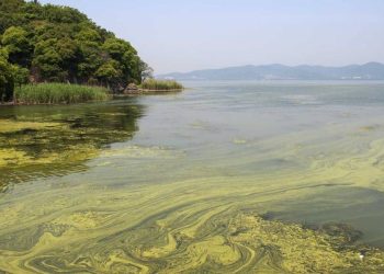 Alerta por la presencia de algas tóxicas en lagos y ríos: en qué zonas  del país están