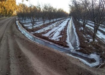 El Gobierno declaró la “emergencia o desastre agropecuario” en Mendoza