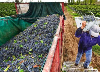 Mendoza dispondrá de 2 mil millones para financiar el operativo de cosecha, acarreo y elaboración 2022