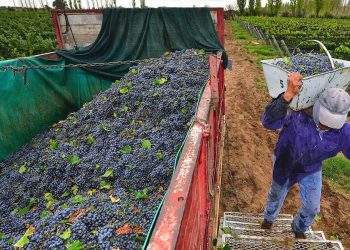 Elevarán el valor del quintal de uva para mosto