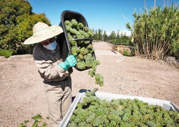 Ya se cosecharon más de 3 millones de kilos de uva en San Rafael