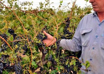 La Nación declaró emergencia y desastre agropecuario en varias zonas Mendoza