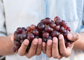 Polilla de la Vid:está prohibidoel traslado de uvaen fresco hacia losdepartamentos del Sur