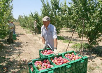 Preocupación en el agro local: “lo que es fruta de carozo prácticamente ya es el cuarto año que estamos sin cosecha”