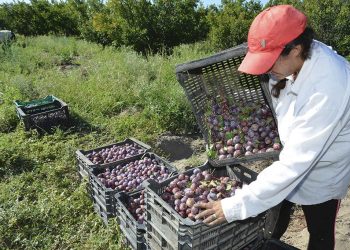 La cosecha de fruta de carozo se ubicó en un promedio de apenas un 30%
