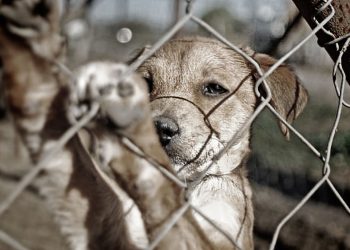 Proponen la creación de una fiscalía especializada en Derecho Animal