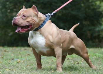 Una beba de 7 meses fue atacada por un perro de la familia y su estado es crítico