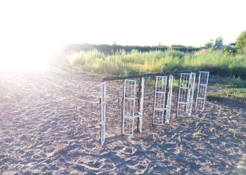 Desbarataron otra  carrera de galgos