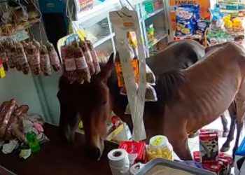 Insólito momento en Córdoba: dos caballos entraron a un almacén y se comieron todo (video)