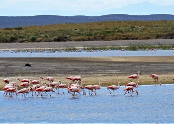 Una multitud de flamencos deslumbra a los visitantes de El Nihuil