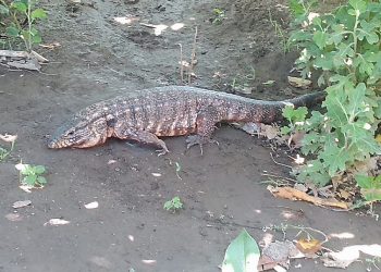 Una gran iguana sorprendió a los vecinos de Colonia Elena