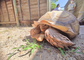 La tortuga gigante que se rescatóen nuestro departamentoya llegó a la Fundación Temaikén