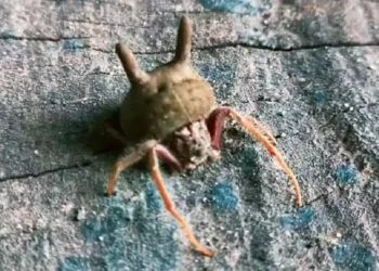 Alarma en el país por el hallazgo de una peligrosa araña «cabeza de gato»