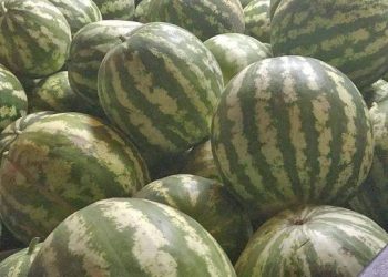 Productores locales salena vender sus sandías y melones