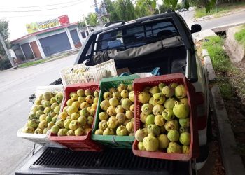 Agricultores locales ofrecen a la venta“cajones de membrillo” directo al público