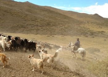 Comenzaron los crianceros a bajar sus animalespor el fin de la veranada
