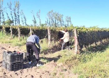 Alumnos de la escuelaMartín Güemes comenzaroncon la cosecha de uva
