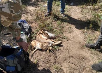 Atraparon a cazadores con liebres muertas en Tupungato