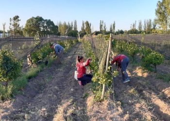 Vendimia: comenzó la cosecha de uva Syrah en la escuela Iaccarini