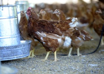 Cada vez es más caro alimentar aves de corral y cerdos