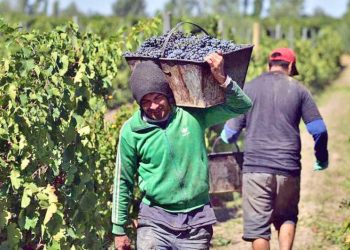 Denuncian que a cosechadores de uva les pagaron solo 65 pesos el tacho