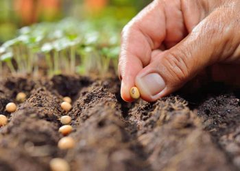 Buscan ampliar la huerta de un jardín maternal que le ha dado grandes resultados a los niños