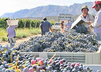 Se registra una cosecha de uvas más lenta que en temporadas anteriores