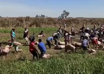 En Córdoba, volcó camión con cerdos y se produjo un saqueo