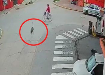 Un accidente insólito:  Iba en bicicleta y la chocó un ñandú en pleno centro de Ranchos