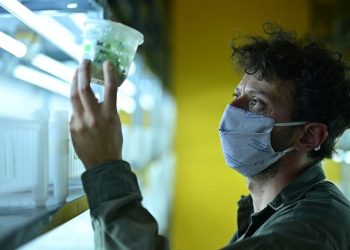 La Rioja tendrá lista la primera producción de aceite de cannabis medicinal